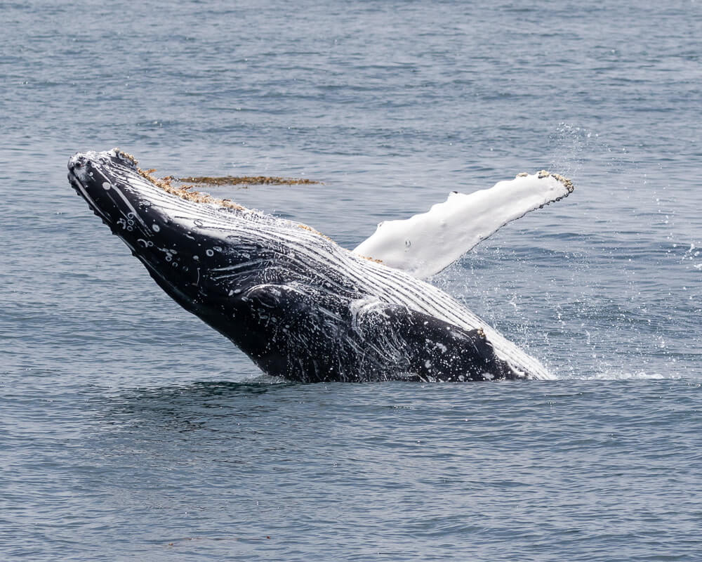 Whale Watching Around Ventura & the Channel Islands Whale Watching