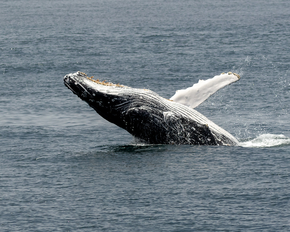 Fourteen Extraordinary Things About Ventura’s Whales humpback