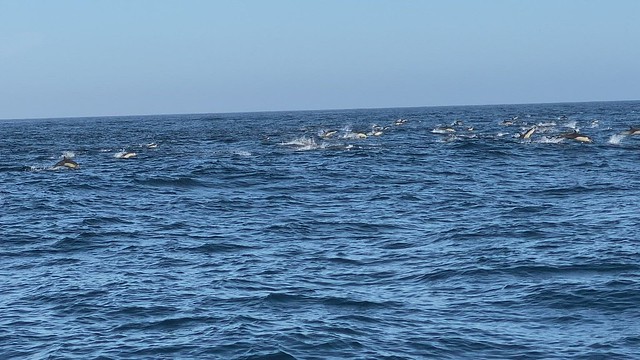 Summer's Here, and the Time is Right for Blue Whales off Ventura An amazing grand finale with all these common dolphins on our 12 hours pelagic trip.