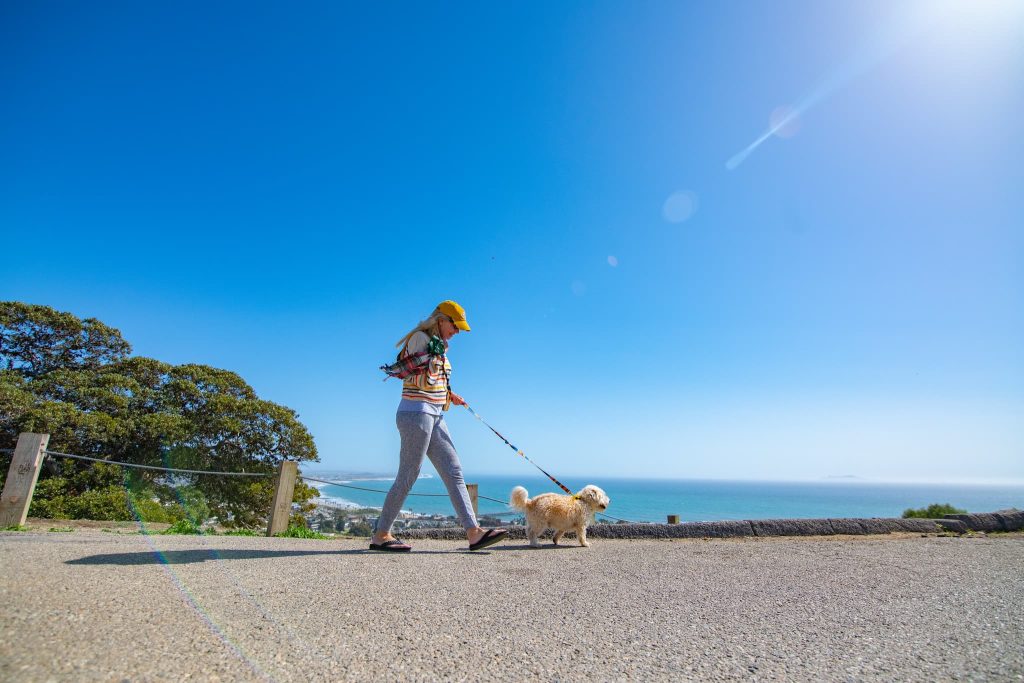 25 Top Dog Friendly Activities in Ventura, CA Dog friendly Ventura Grant Park