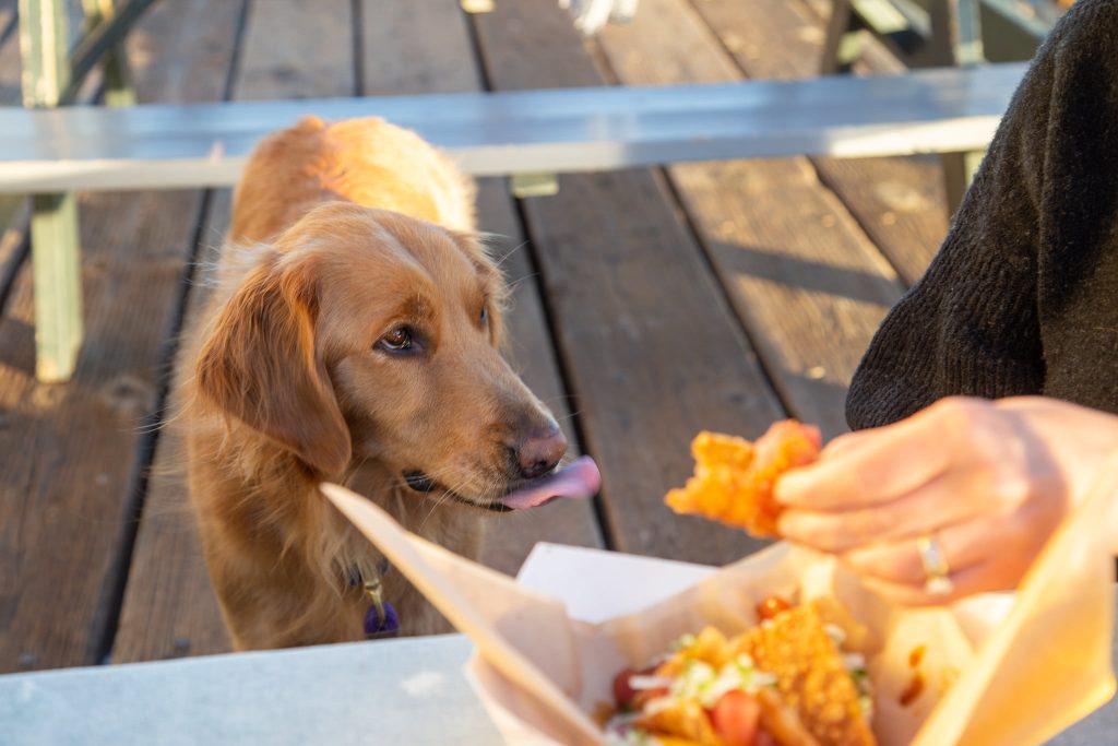 25 Top Dog Friendly Activities in Ventura, CA Dog friendly restaurants in Ventura