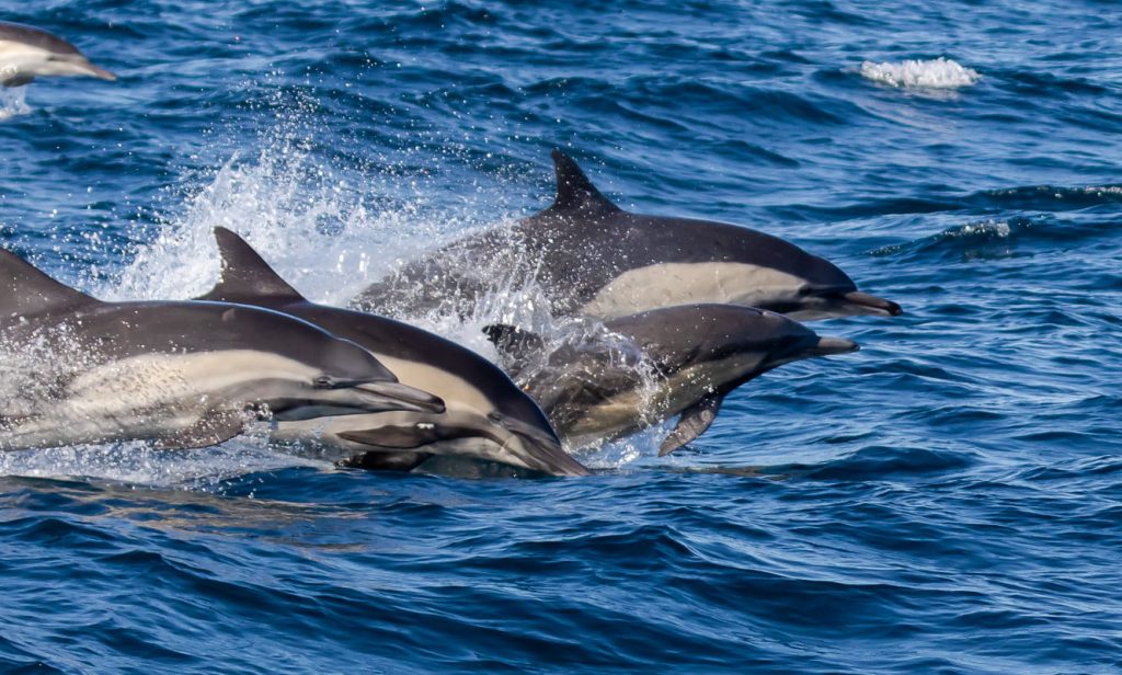 5 Things to Do on Santa Cruz Island Dolphins traveling to Santa Cruz Island on Island Packers Boat