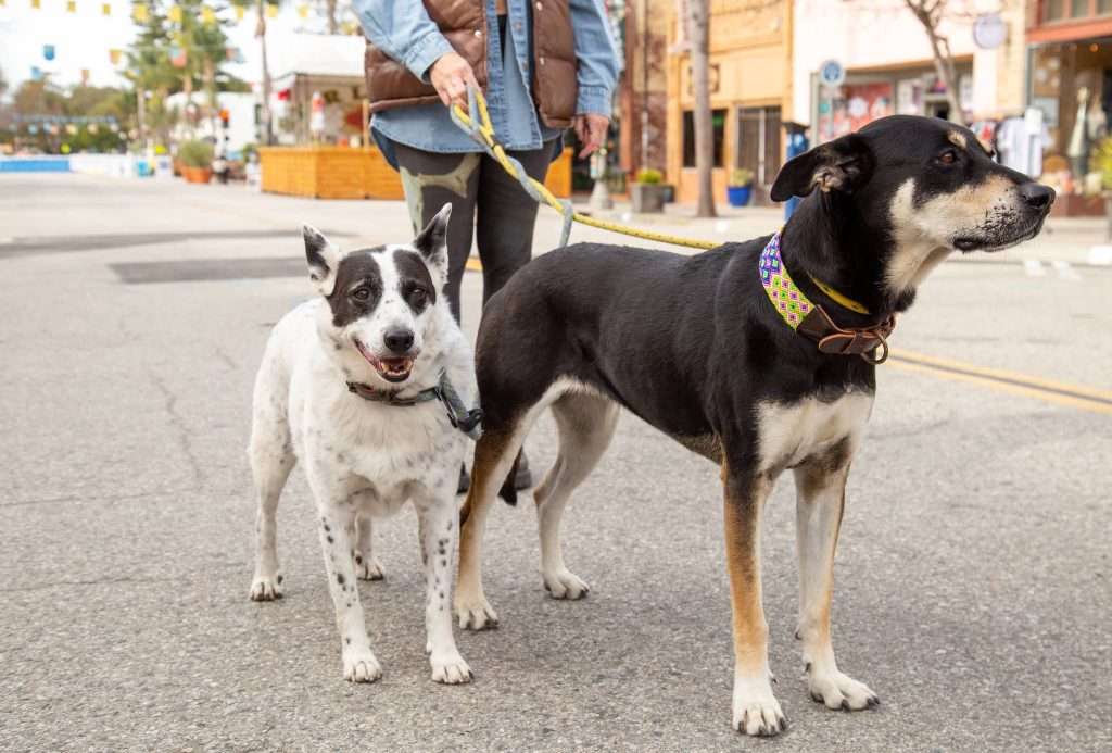 25 Top Dog Friendly Activities in Ventura, CA Dog friendly main street downtown ventura