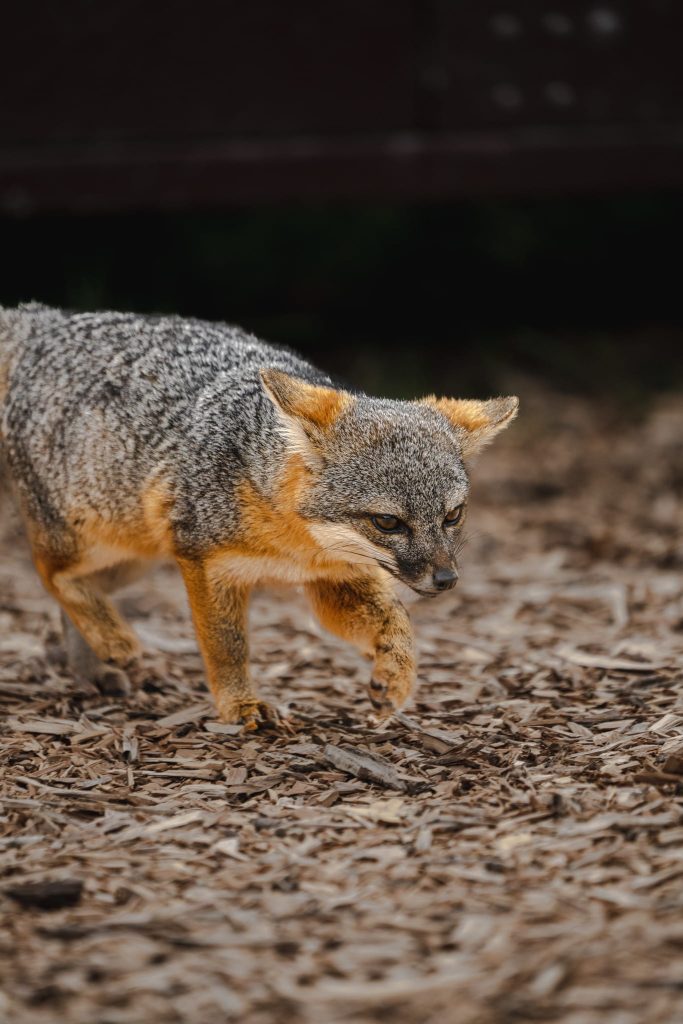 Here are 5 Places to Enjoy the Outdoors in Ventura Island Foxes on Santa Cruz Island