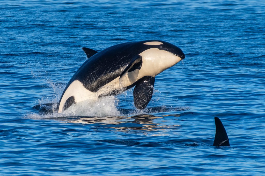7 Reasons Why You Should Visit Ventura in the Spring orca whales on island packers boat