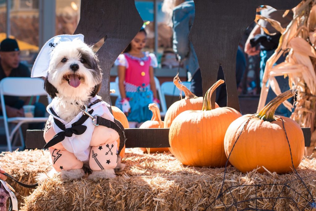 What Events are Coming to Ventura in 2025? dog costume contest at the ventura harbor