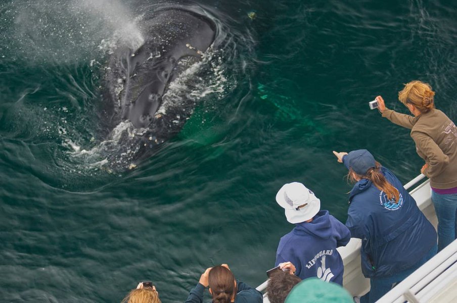 What You Need to Know About Whale Watching off Ventura whale watching channel islands ventura