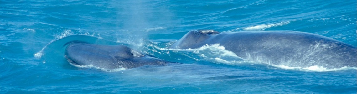 Blue Whale With Calf