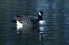 Visit Ventura Listing