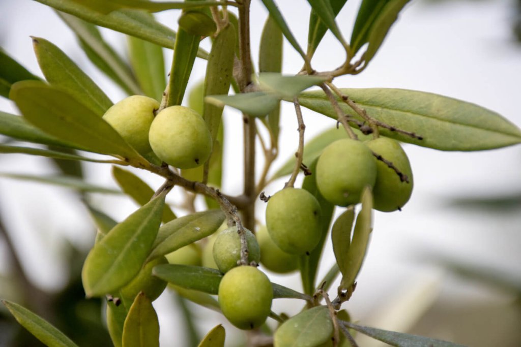 4 Unique Plants to Check out at Ventura Botanical Gardens Unique plant at Ventura Botanical Gardens: Guava Berry