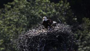 The Happy Story of Bald Eagles at Channel Islands National Park channel islands national park ventura bald eagles