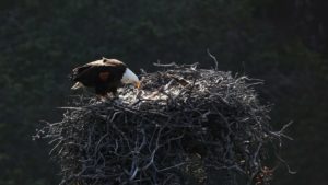 12 Facts you didn't know about Ventura, CA channel islands national park bald eagles