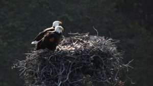 The Happy Story of Bald Eagles at Channel Islands National Park channel islands ventura bald eagles