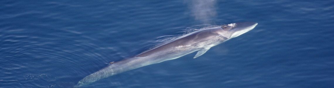 fin whale