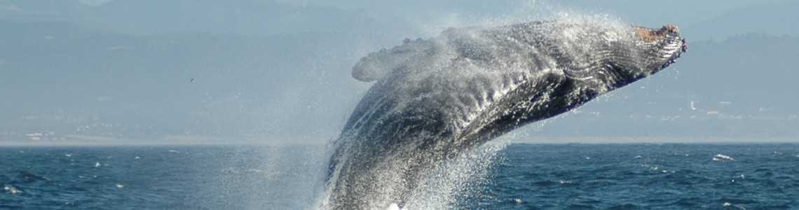 Channel Islands Whales