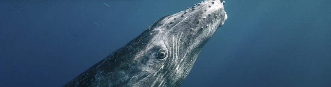 humpback whale