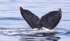 20 Things You'd be Wise to do in Ventura in 2020 Humpback Whale Tail_Lotti Keenan_D6A2855