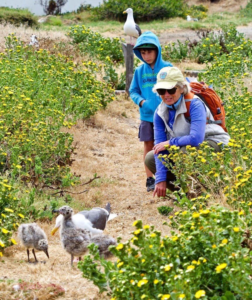 Channel Islands Watching seabirds on Anacapa Island