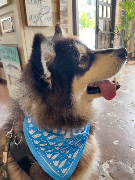 Stay in Ventura with Your Dog and Get a Free Pooch Pouch dog for pooch pouch