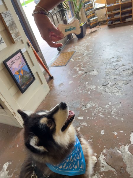 Stay in Ventura with Your Dog and Get a Free Pooch Pouch dog for pooch pouch
