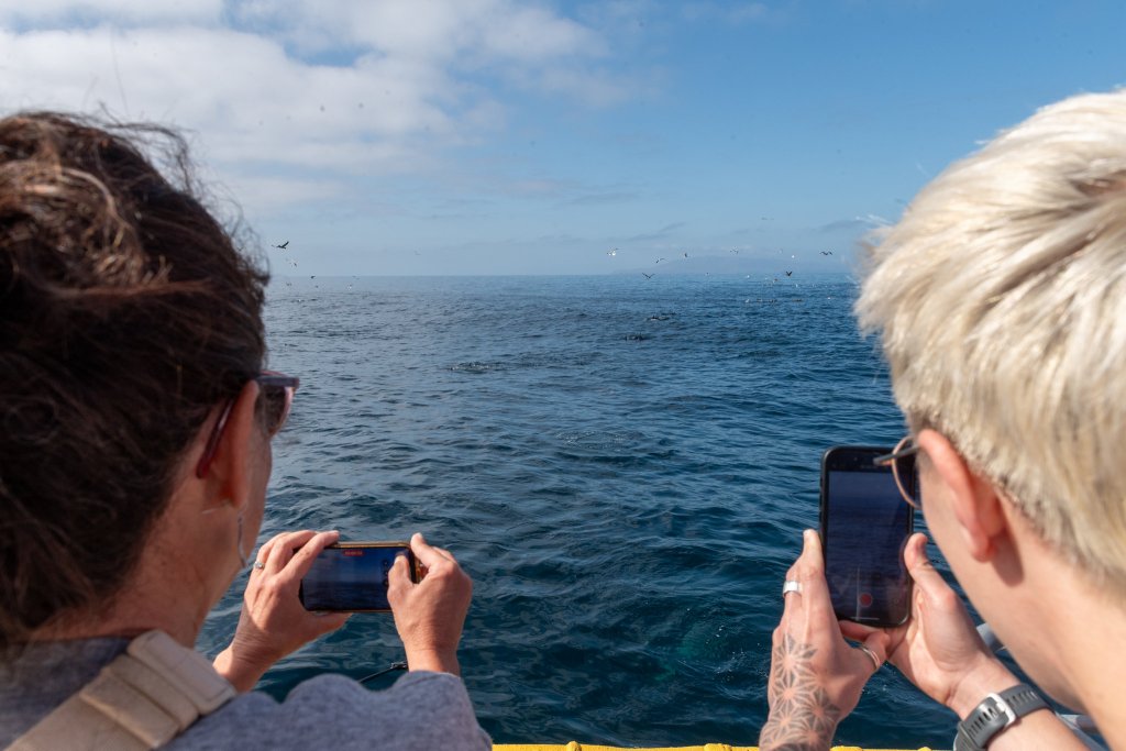 5 Things to Do this Holiday Season in Ventura island packers boat ride channel islands dolphin