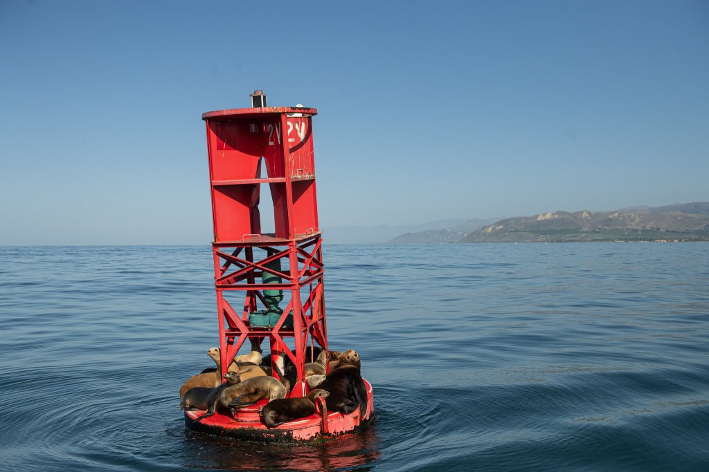 Island Packers Whales And Wildlife Cruise island packers boat ride channel islands sea lions