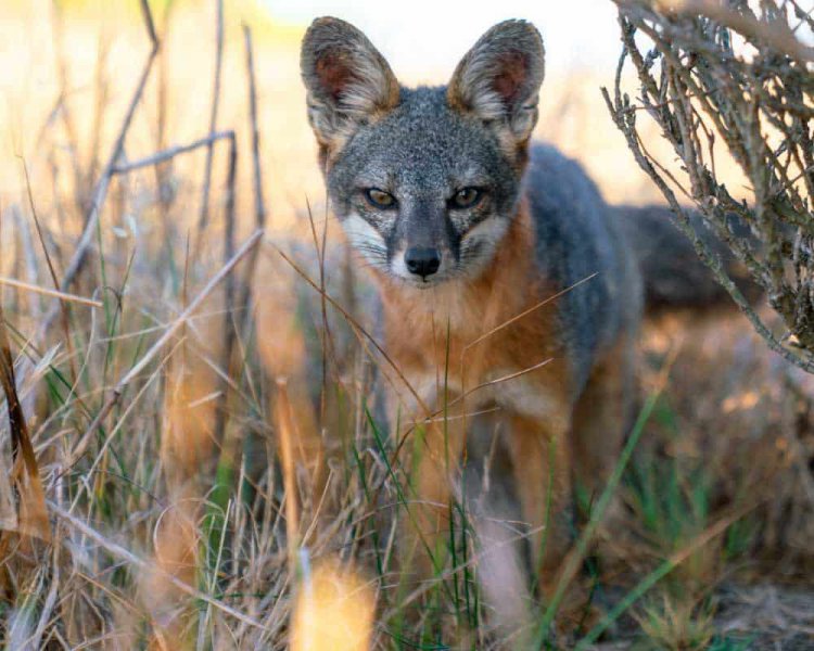 An Adventurous Santa Rosa Island Travel Guide