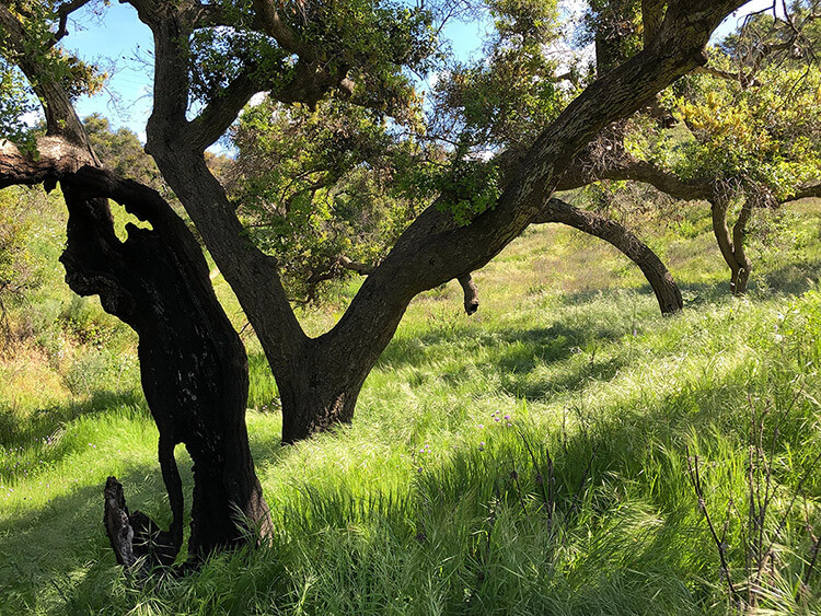 Finding Creative Inspiration in Ventura, California Finding Creative Inspiration in Ventura, California