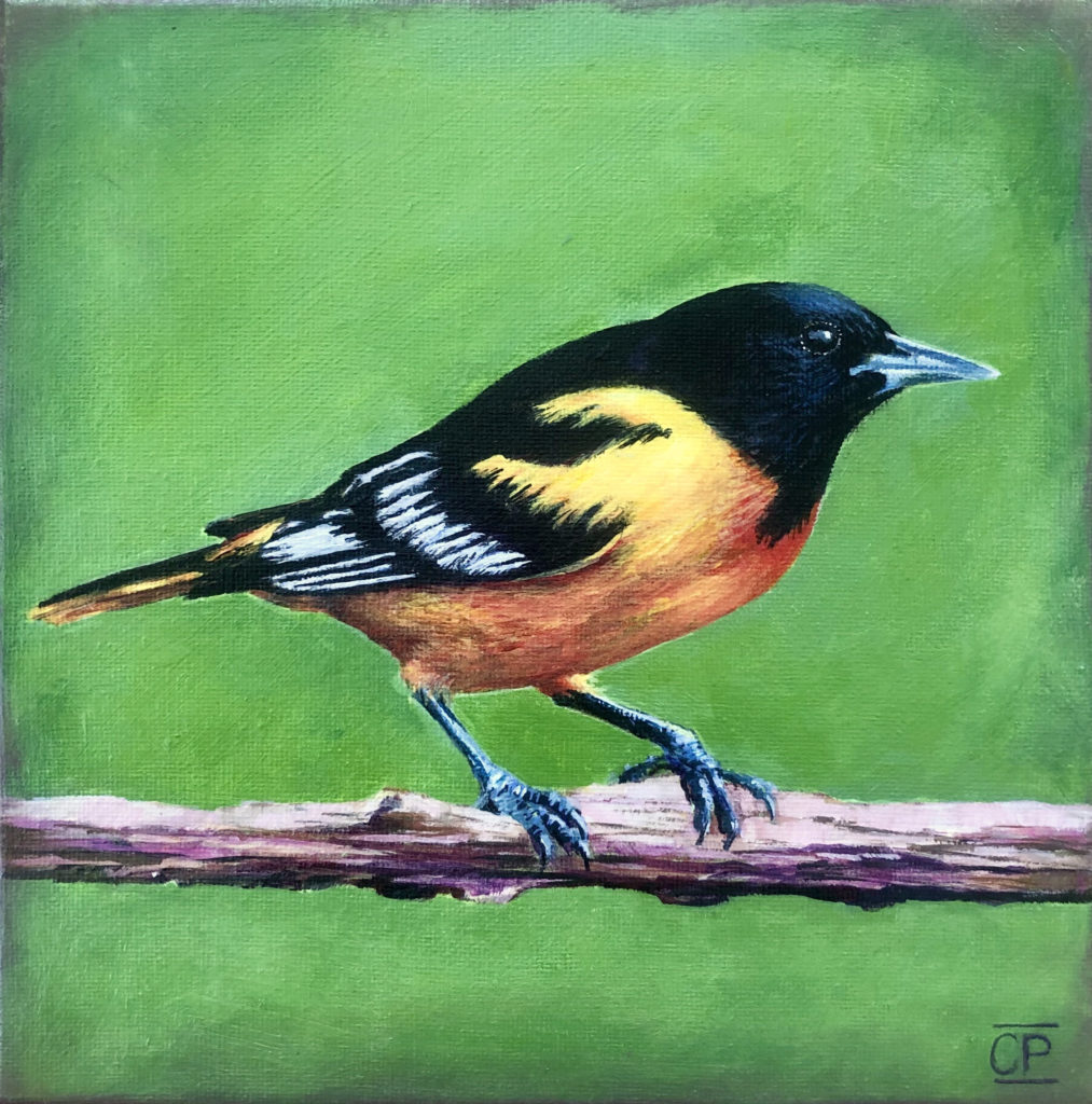 The Art of Bird Marveling, Courtesy of Ventura Artist Claudia Pardo Lord Baltimore by Claudia