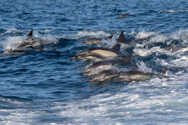 Winter is Ventura’s Whale of a Time Pacific White Side Dolphins _Lottie Keenan (1)