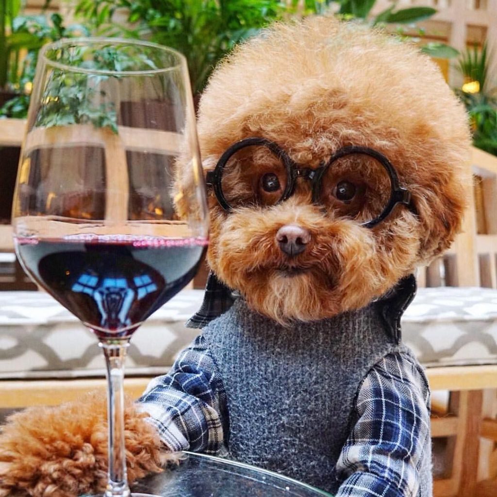25 Top Dog Friendly Activities in Ventura, CA Pet Friendly Restaurants in Ventura: Peiranos