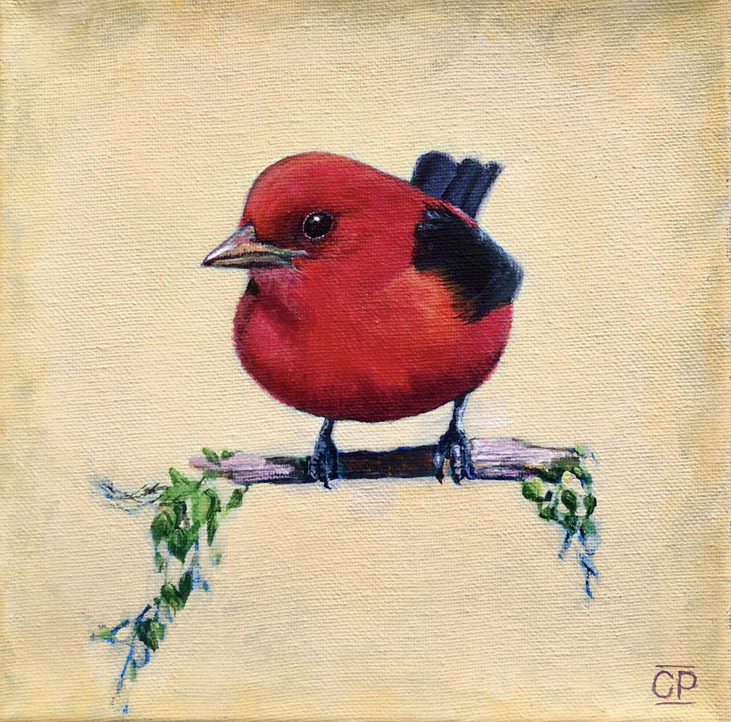 The Art of Bird Marveling, Courtesy of Ventura Artist Claudia Pardo red troubadour by claudia