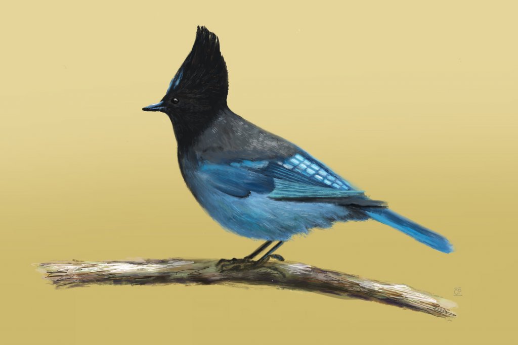 The Art of Bird Marveling, Courtesy of Ventura Artist Claudia Pardo Stellar Steller by claudia