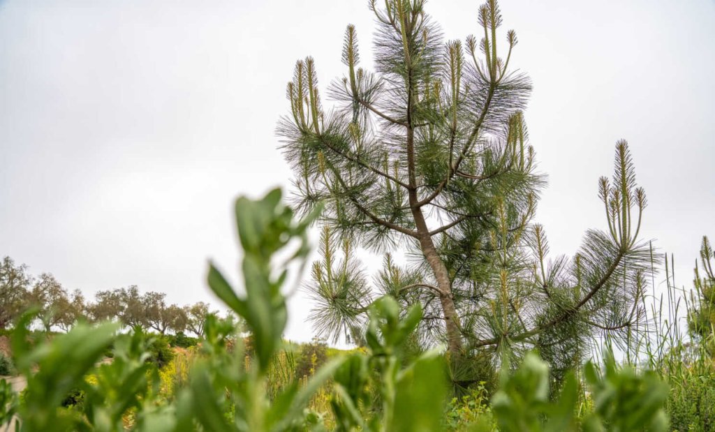 4 Unique Plants to Check out at Ventura Botanical Gardens Unique Plant in Ventura Botanical Gardens, Torrey Pine