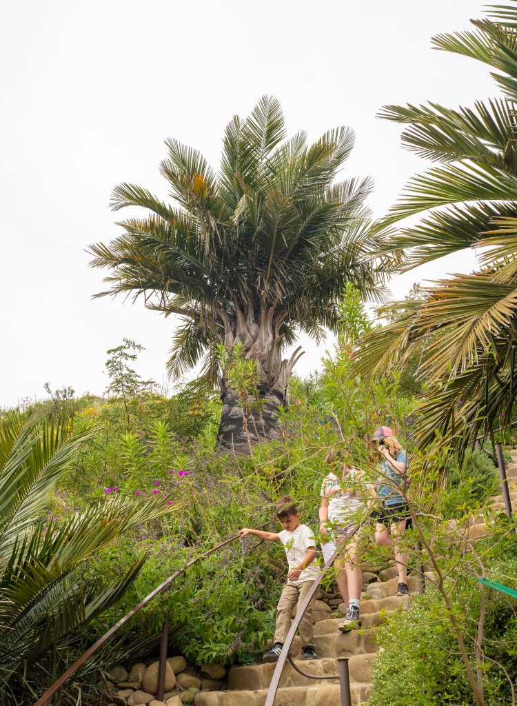 4 Unique Plants to Check out at Ventura Botanical Gardens Unique Plants in Ventura Botanical Gardens