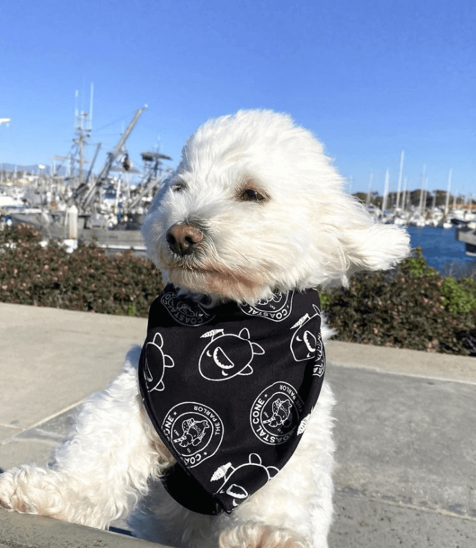 7 Reasons Why Your Dog Needs A Ventura Vacation (With You). 7 Reasons Why Your Dog Needs A Ventura Vacation (With You).